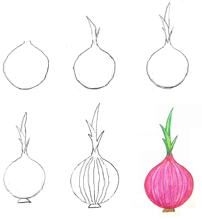 Onion-drawing