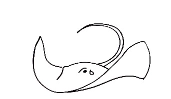 Stingray-Drawing-6