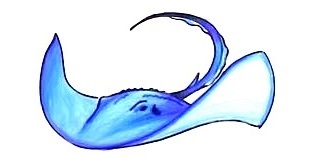 Stingray-Drawing-8