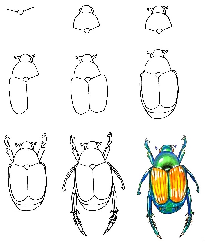 how to draw A Beetle