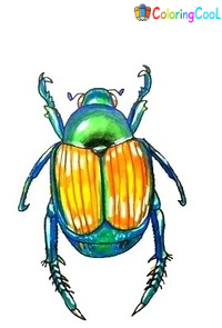 Beetle Drawing Is Made In 9 Easy Steps Creating Coloring Page