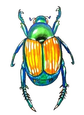 how to draw A Beetle