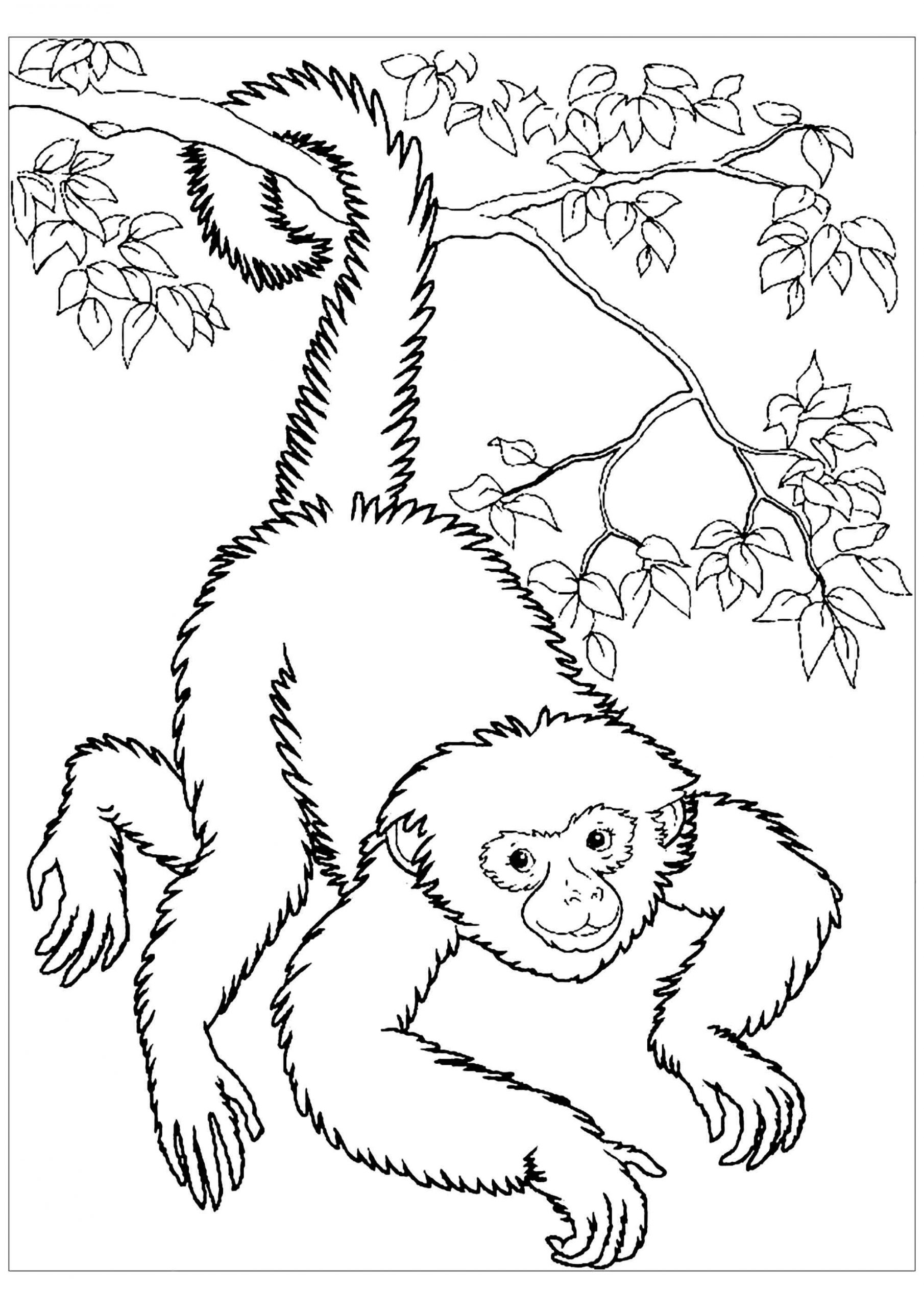 New Printable Perfect Monkey For Kids Coloring Page