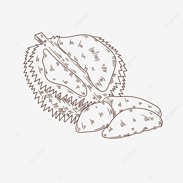 Drawing Durian Fruit Coloring Page