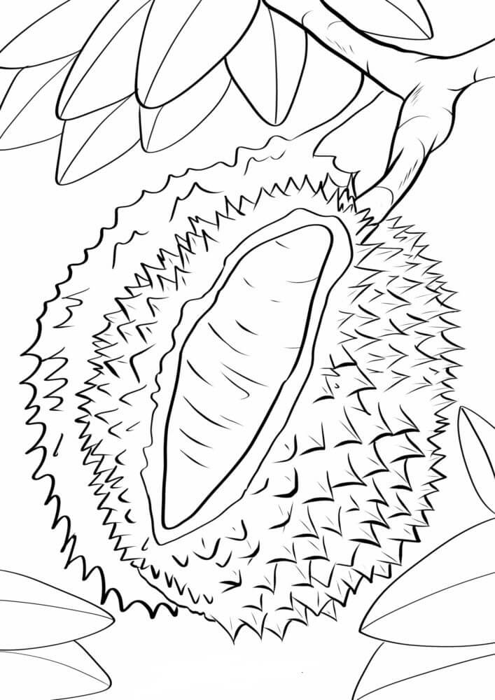 Durian Agac Dali Uzerinde Coloring Page