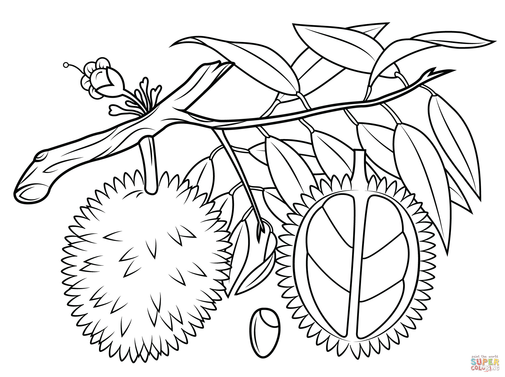 Durian Branch Coloring Page