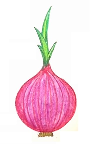 How To Draw Onion