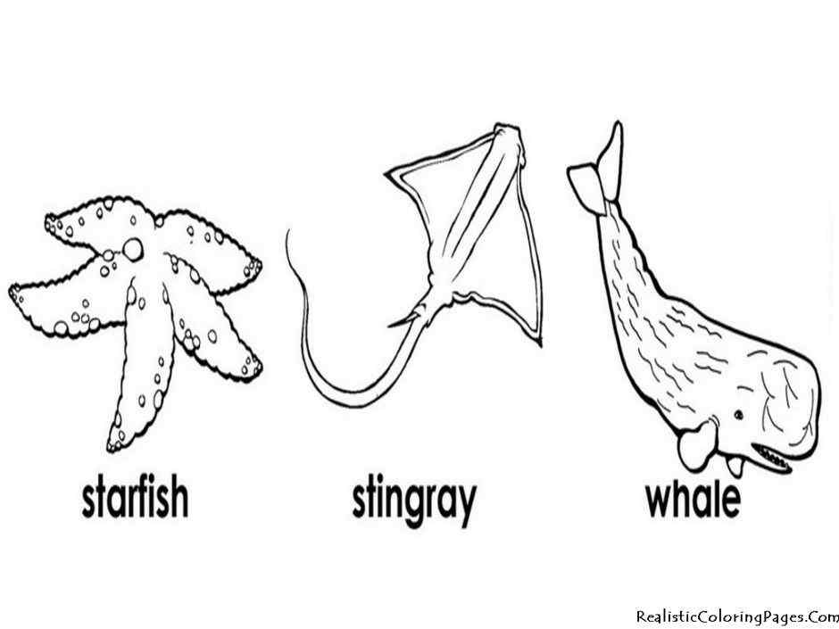 Starfish Stingray And Whale Coloring Page