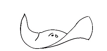 How To Draw Stingray