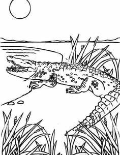 Crocodile Sheets Coloring Page