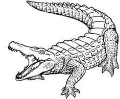Crocodile Sheets To Print Coloring Page