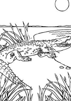 Crocodile Clip Art Printable Coloring Page