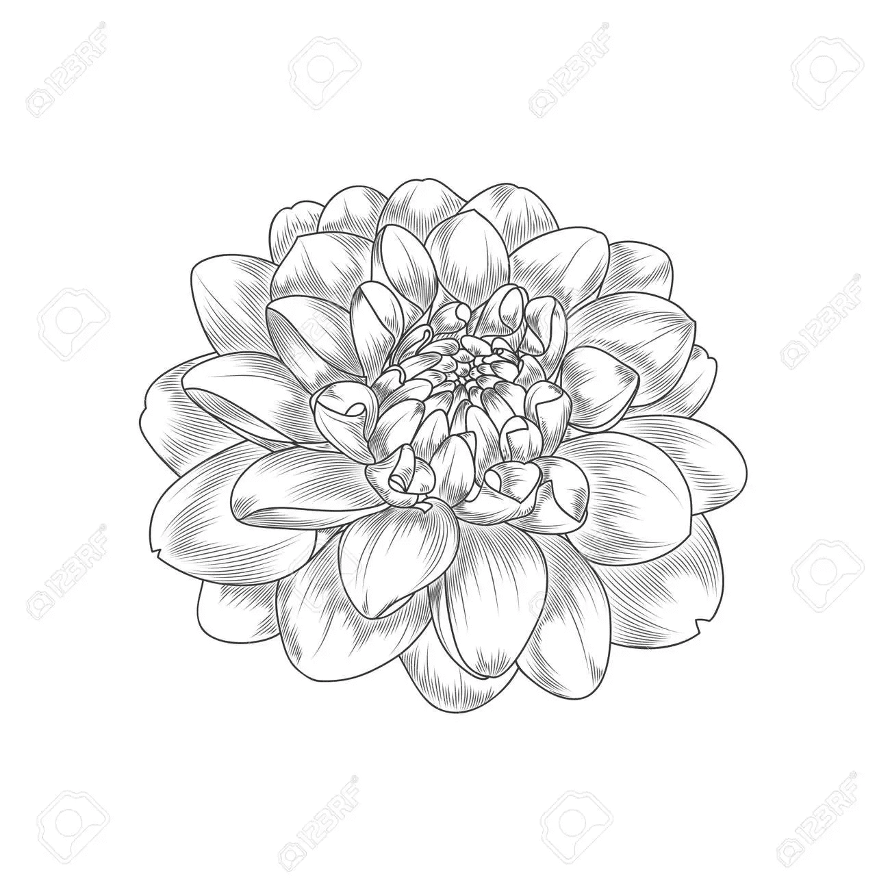 Abstract hand-drawn monochrome flower dahlia