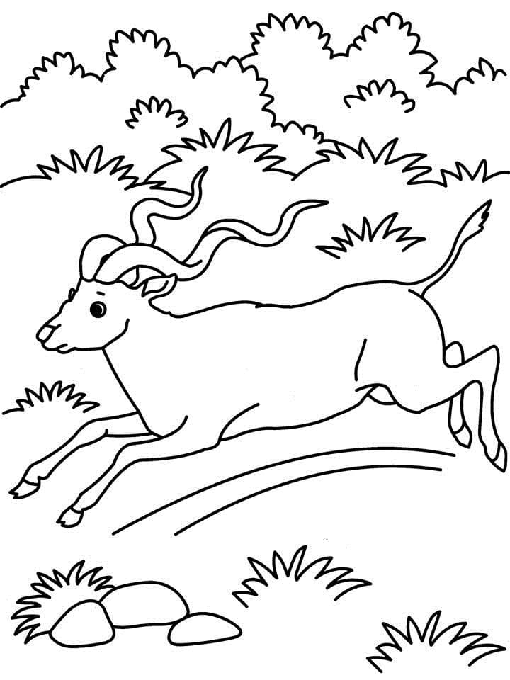 Animals Running Free Coloring Page