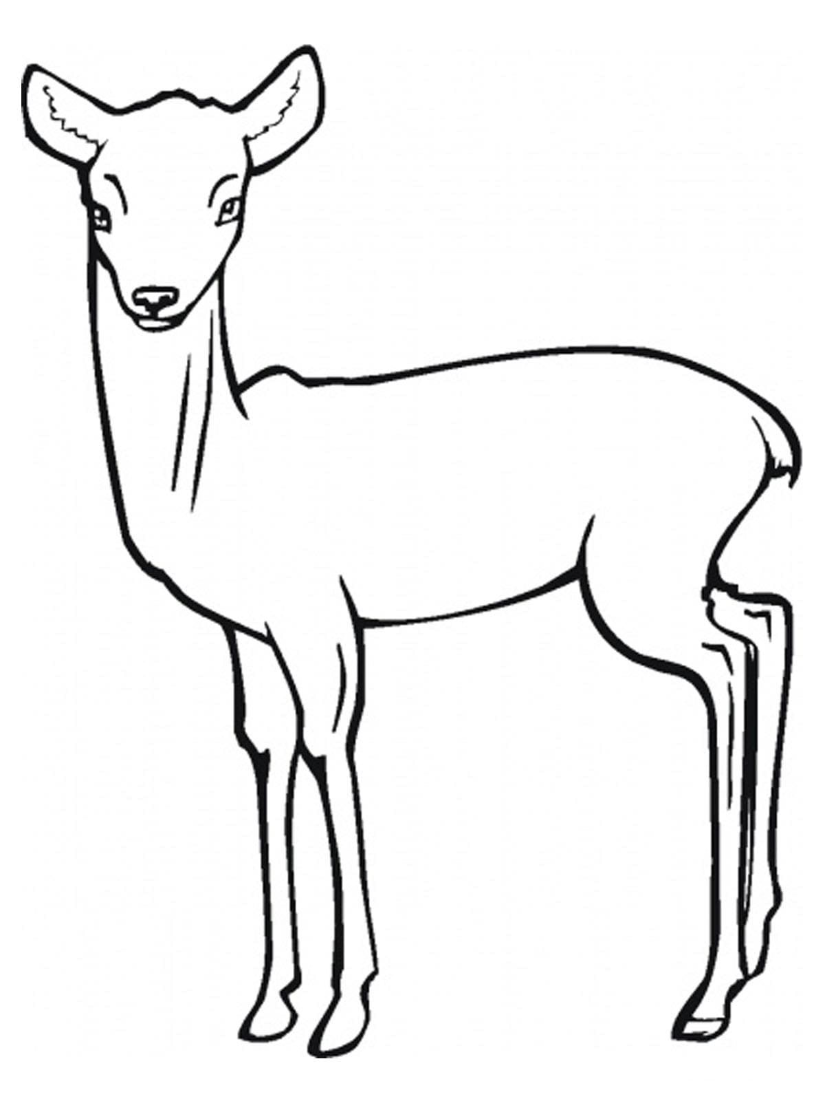 Antelope Coloring Pages for Children Coloring Page