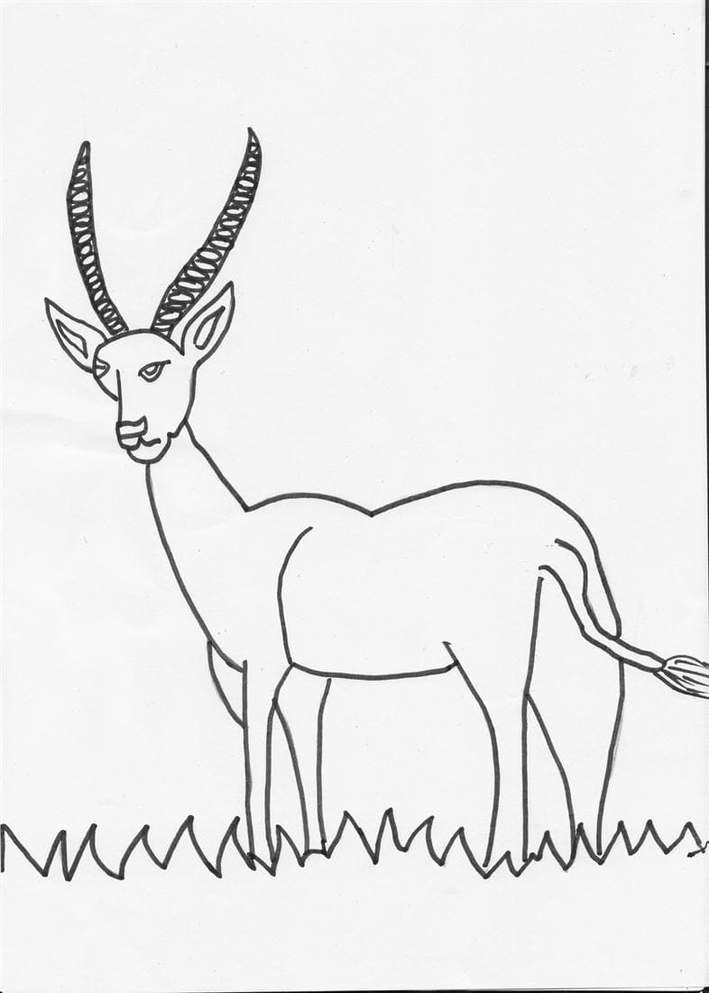 Antelope Coloring Pages for Kids