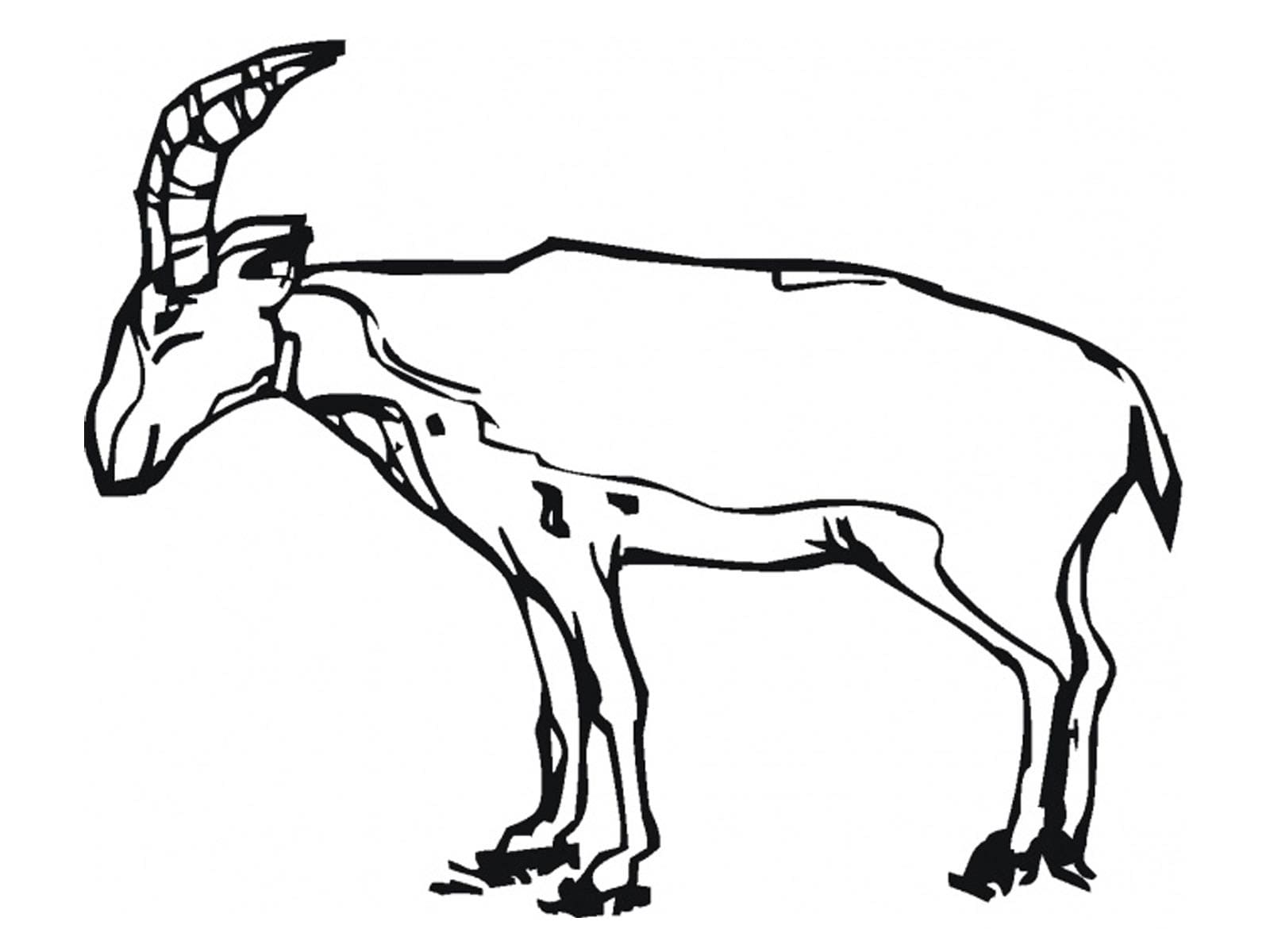 Antelope Coloring Pages Baby