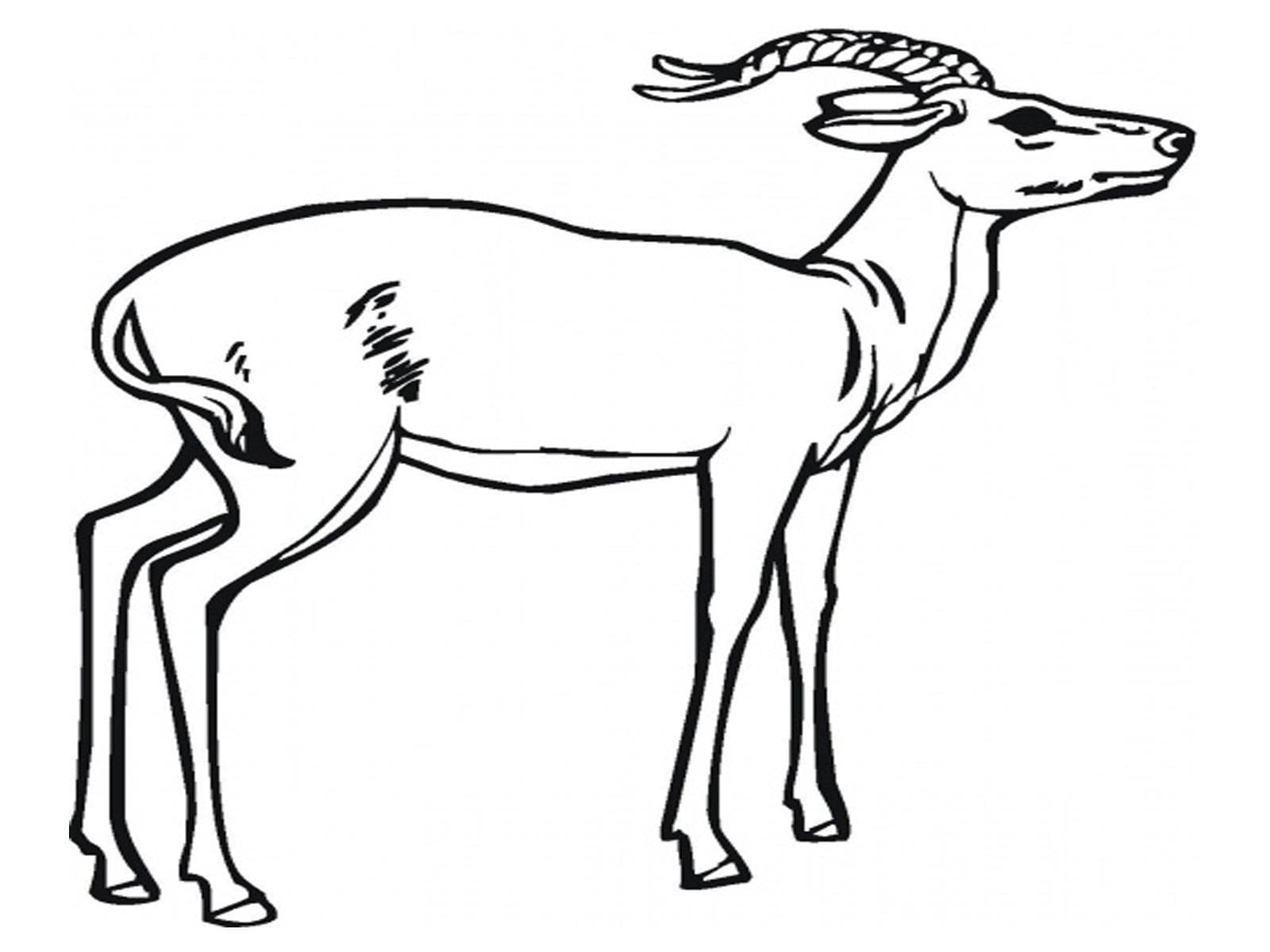 Antelope Printable