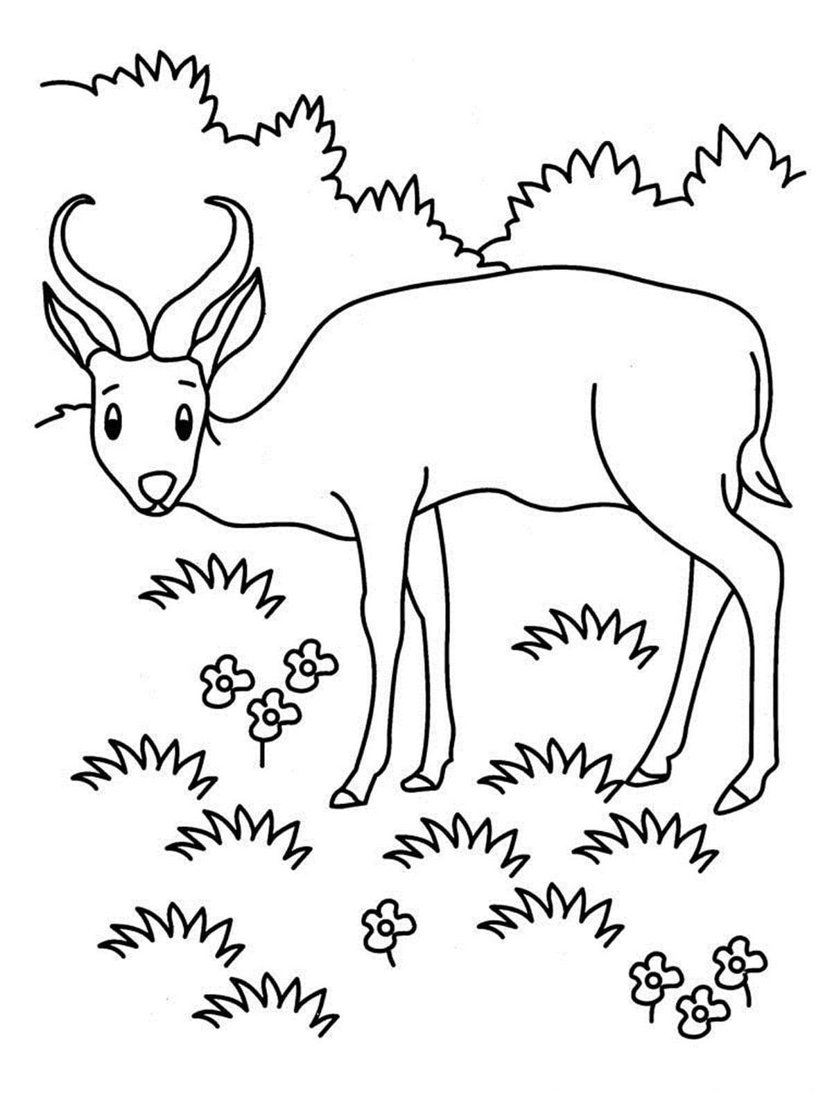 Antelope To Print