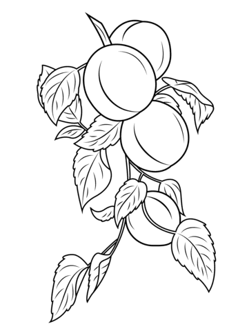 Apricot Branch coloring