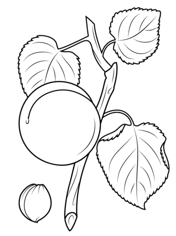 Apricot With Leaves And Branch