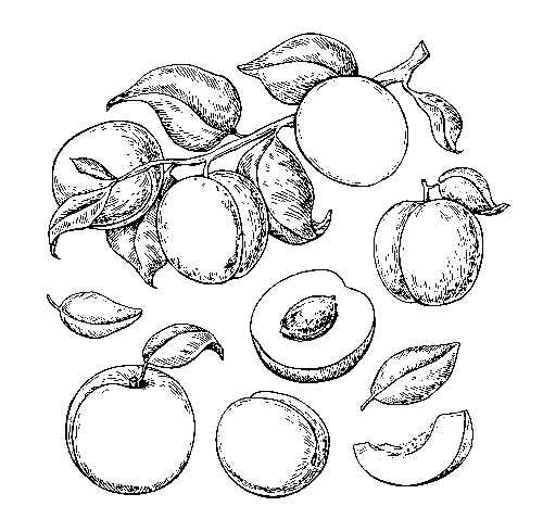 Apricot vector drawing set