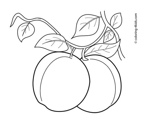 Apricots fruits coloring pages for kids