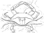 Atlantic Oean Blue Crab Coloring Page Coloring Page