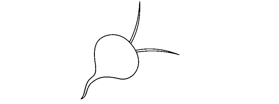 Beetroot-Drawing-2