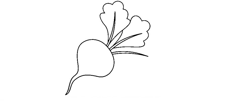 Beetroot-Drawing-5