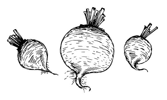 Beetroot In hand Clipart