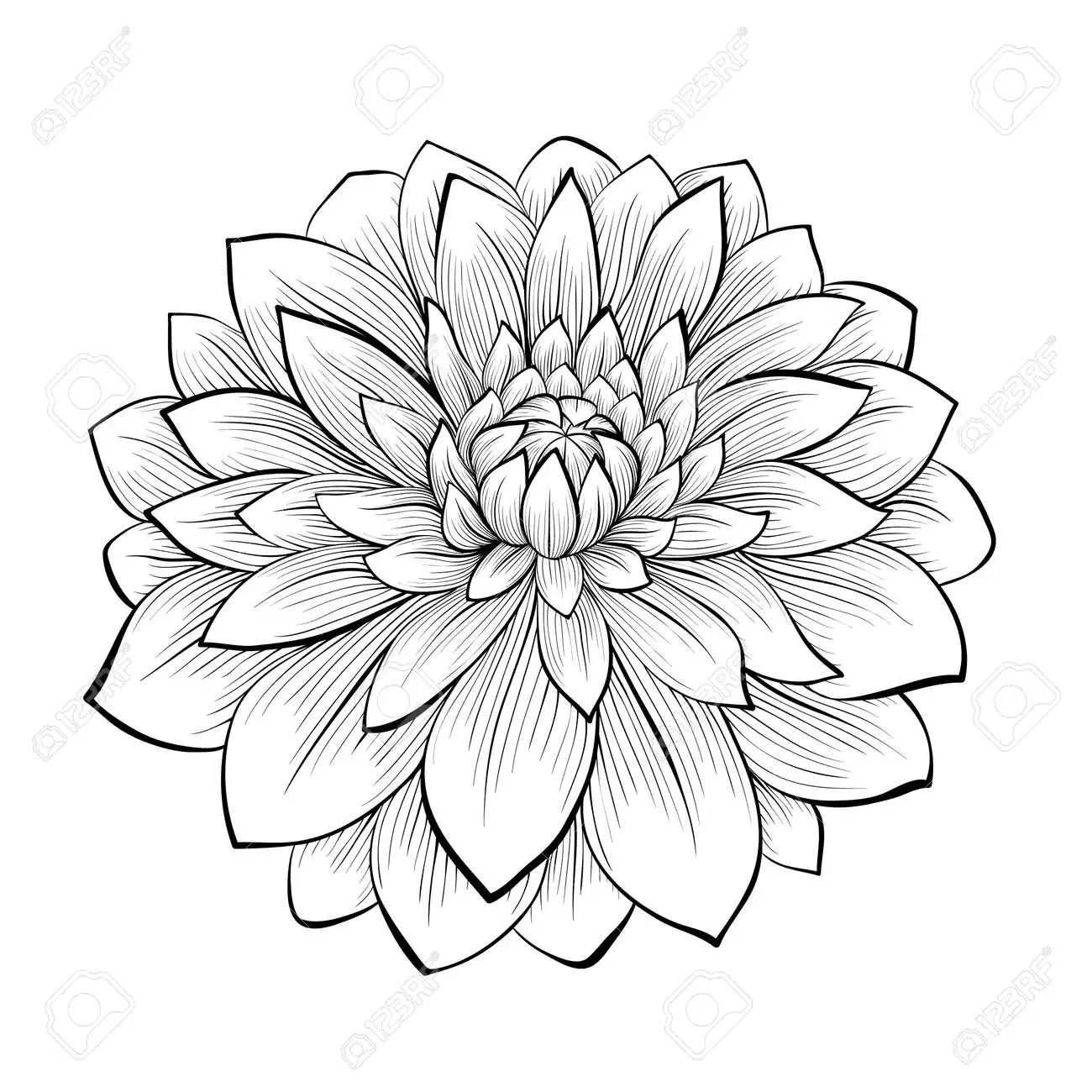 Black and white graphics Dahlia Free Printable Coloring Page