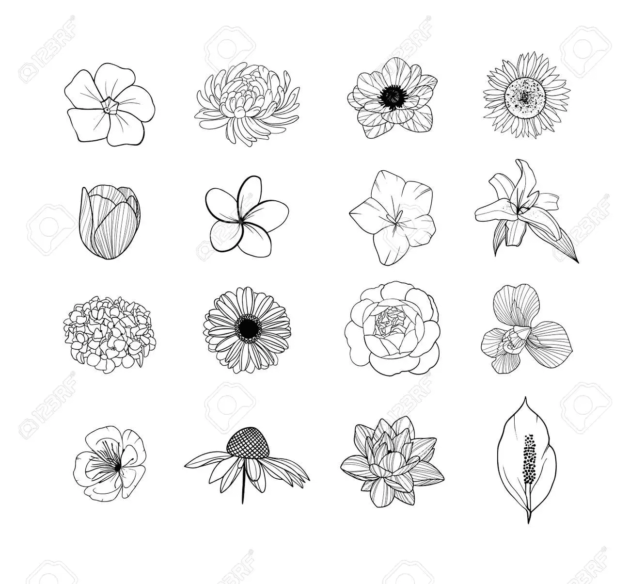 Black and white graphics Dahlia Coloring Page