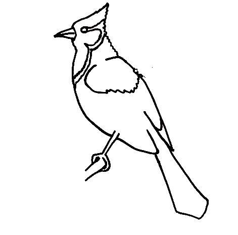 Blue-Jay-Drawing-3