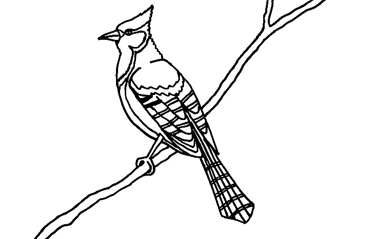 Blue-Jay-Drawing-5