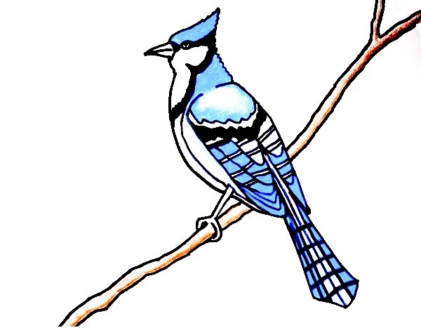 Blue-Jay-Drawing-6