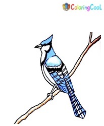6 Simple Steps for Creating Cute Blue Jay Drawing – How To Draw A Blue Jay Coloring Page