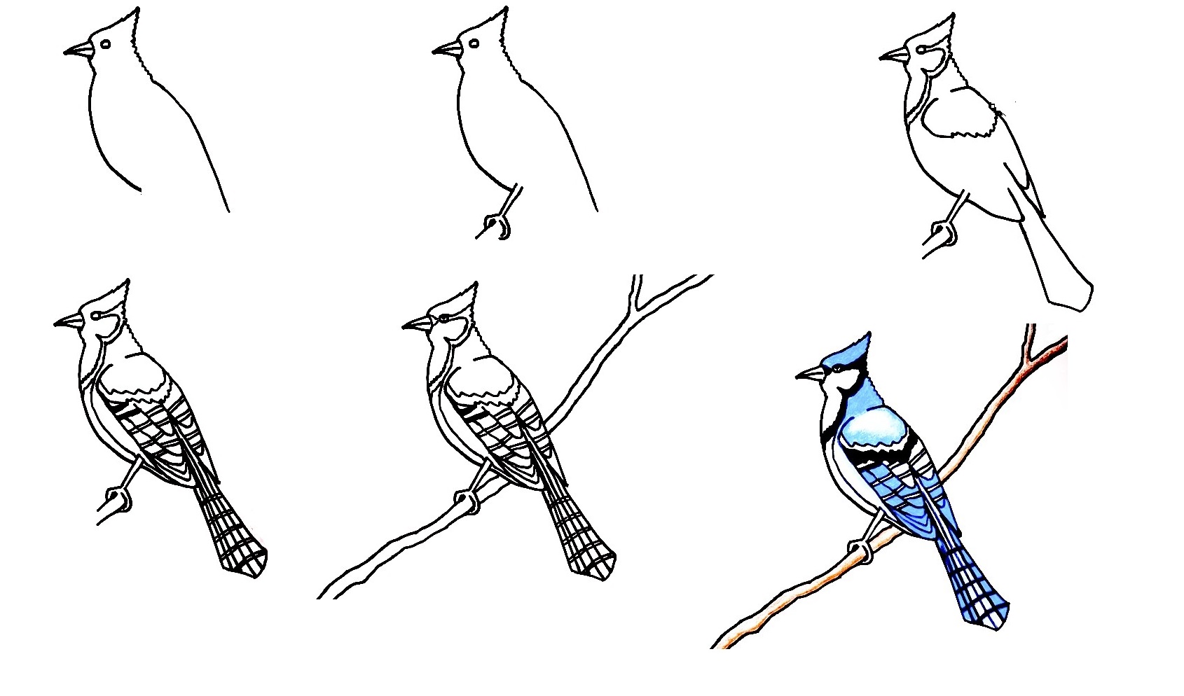 Blue-Jay-Drawing
