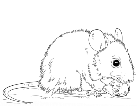 Cartoon Mouse with Cheese To print Coloring Page