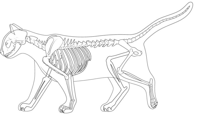 Cat Skeleton coloring page