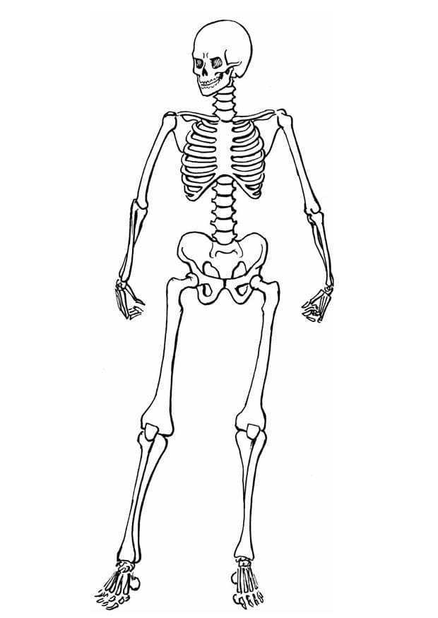 Coloring Pages of Skeletons Coloring Page