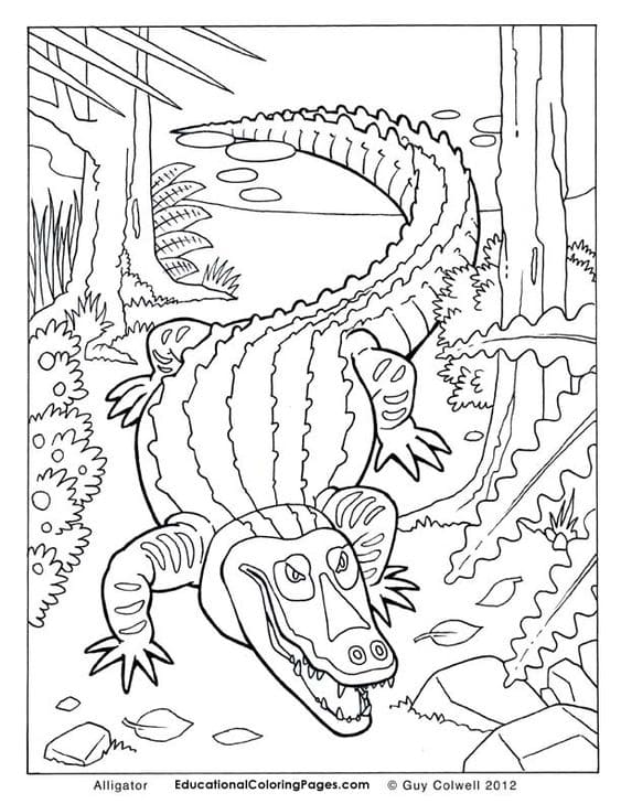 Crocodile Image To Print Coloring Page