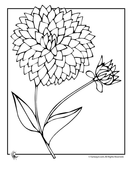 Dahlia To Print Coloring Page
