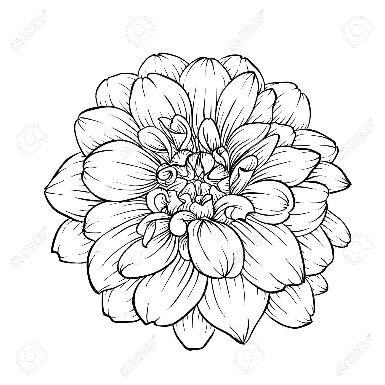 Dahlia Beauty Of Hastings to Print Coloring Page