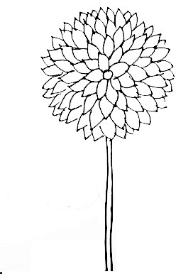 Dahlia-Drawing-4