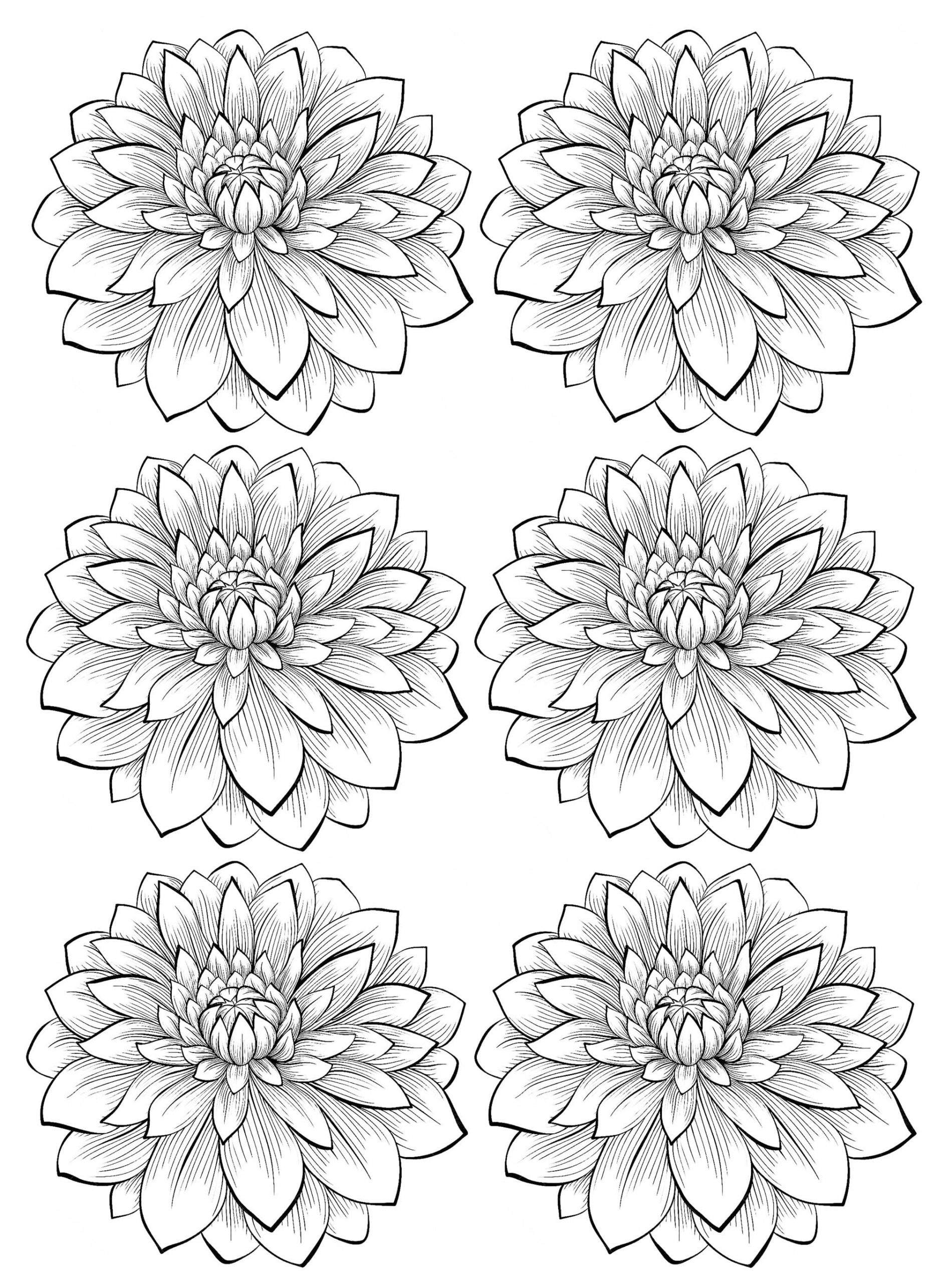Dahlia Flower Free Printable Coloring Page