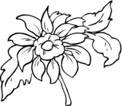 Dahlia Flower Free Coloring Page