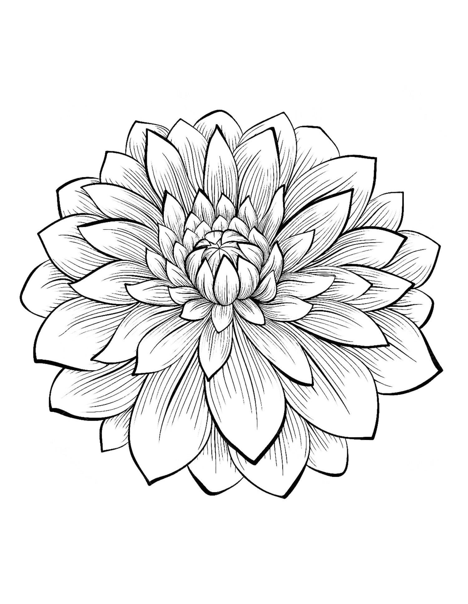 Dahlia Picture Coloring Page