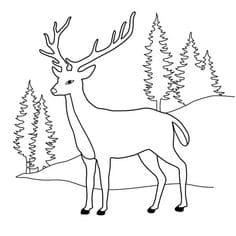 Deer at Pine Porest Coloring