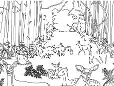 Does and Fawns in forest